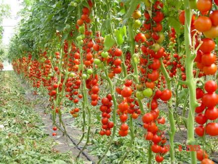 Fertilizarea tomate uree