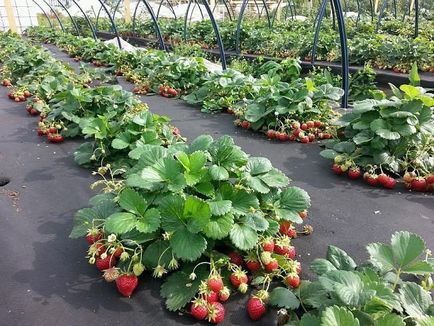 limitări foliar descriere fertilizatoare tehnologie (foliare hrănire căpșuni) Descrierea fertilizatoare foliară a restricțiilor tehnologice