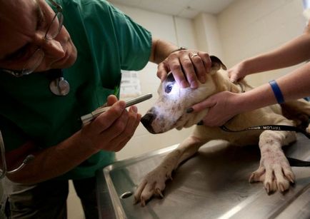 acarienii subcutanat la câini - simptomele bolii și metode de tratament