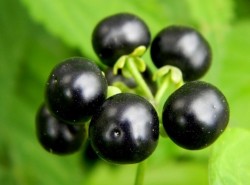 Proprietăți utile Sunberry