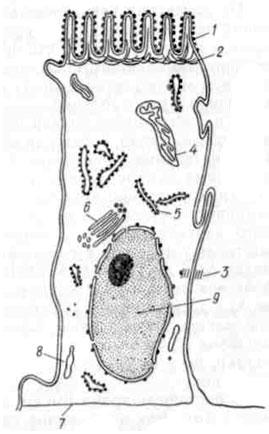 Cavitară si membrana de digestie - digestie in intestinul subtire - fiziologia digestiei - miere