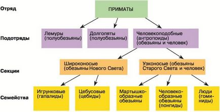 Poziția omului în sistemul mondial de animale