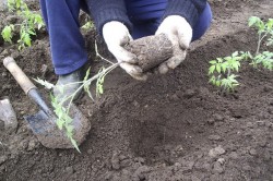 cultivare tomate, tehnici de plantare și întreținere