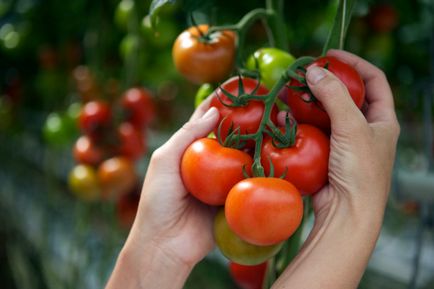 cultivare tomate, tehnici de plantare și întreținere
