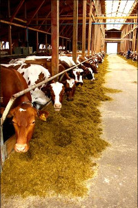 Conceptul de unitate în hrana pentru animale - agronews - agroportal Uzbekistan
