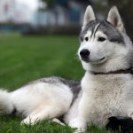 Husky caracter rasă, îngrijire, formare și educație provocări