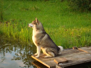 Husky caracter rasă, îngrijire, formare și educație provocări