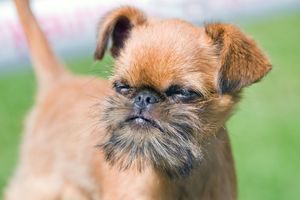 Rasa de câine Griffon - descriere si fotografii