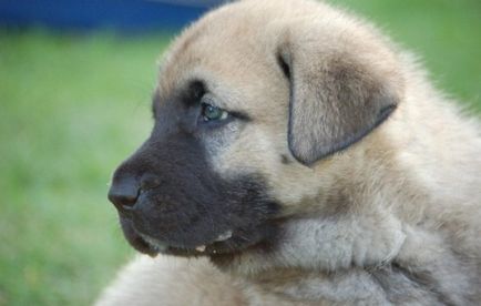 Turcă rasă Kangal