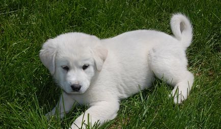 câinii turci Kangal rasa (55 poze) Shepherd anatolian, care este anatoliană, descriere, video