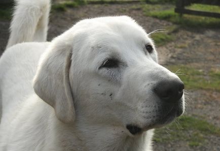 câinii turci Kangal rasa (55 poze) Shepherd anatolian, care este anatoliană, descriere, video