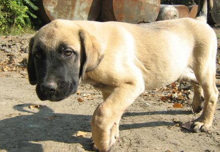 câinii turci Kangal rasa (55 poze) Shepherd anatolian, care este anatoliană, descriere, video