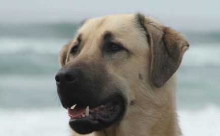 câinii turci Kangal rasa (55 poze) Shepherd anatolian, care este anatoliană, descriere, video