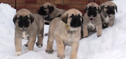 câinii turci Kangal rasa (55 poze) Shepherd anatolian, care este anatoliană, descriere, video