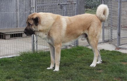 câinii turci Kangal rasa (55 poze) Shepherd anatolian, care este anatoliană, descriere, video