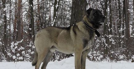 câinii turci Kangal rasa (55 poze) Shepherd anatolian, care este anatoliană, descriere, video