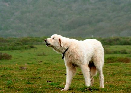 câinii turci Kangal rasa (55 poze) Shepherd anatolian, care este anatoliană, descriere, video