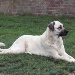 câinii turci Kangal rasa (55 poze) Shepherd anatolian, care este anatoliană, descriere, video