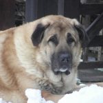 câinii turci Kangal rasa (55 poze) Shepherd anatolian, care este anatoliană, descriere, video