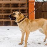 câinii turci Kangal rasa (55 poze) Shepherd anatolian, care este anatoliană, descriere, video