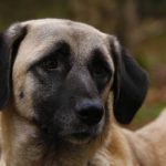 câinii turci Kangal rasa (55 poze) Shepherd anatolian, care este anatoliană, descriere, video