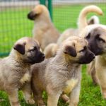 câinii turci Kangal rasa (55 poze) Shepherd anatolian, care este anatoliană, descriere, video