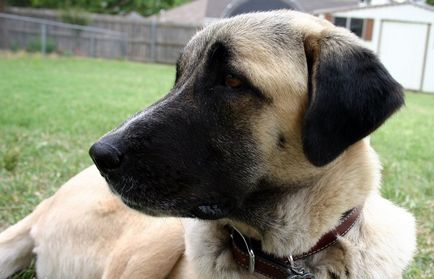 câinii turci Kangal rasa (55 poze) Shepherd anatolian, care este anatoliană, descriere, video