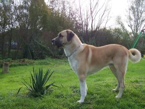 câinii turci Kangal rasa (55 poze) Shepherd anatolian, care este anatoliană, descriere, video