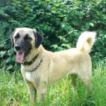 câinii turci Kangal rasa (55 poze) Shepherd anatolian, care este anatoliană, descriere, video