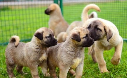 câinii turci Kangal rasa (55 poze) Shepherd anatolian, care este anatoliană, descriere, video