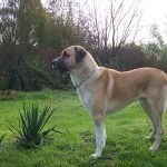 câinii turci Kangal rasa (55 poze) Shepherd anatolian, care este anatoliană, descriere, video