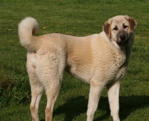 câinii turci Kangal rasa (55 poze) Shepherd anatolian, care este anatoliană, descriere, video