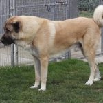 câinii turci Kangal rasa (55 poze) Shepherd anatolian, care este anatoliană, descriere, video