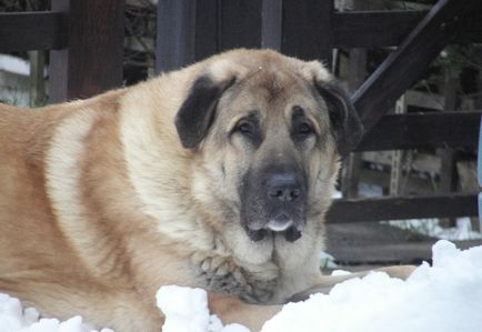 câinii turci Kangal rasa (55 poze) Shepherd anatolian, care este anatoliană, descriere, video