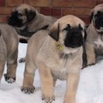 câinii turci Kangal rasa (55 poze) Shepherd anatolian, care este anatoliană, descriere, video