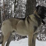 câinii turci Kangal rasa (55 poze) Shepherd anatolian, care este anatoliană, descriere, video