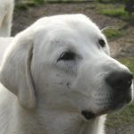 câinii turci Kangal rasa (55 poze) Shepherd anatolian, care este anatoliană, descriere, video