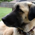 câinii turci Kangal rasa (55 poze) Shepherd anatolian, care este anatoliană, descriere, video