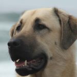 câinii turci Kangal rasa (55 poze) Shepherd anatolian, care este anatoliană, descriere, video