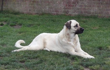 câinii turci Kangal rasa (55 poze) Shepherd anatolian, care este anatoliană, descriere, video