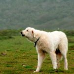 câinii turci Kangal rasa (55 poze) Shepherd anatolian, care este anatoliană, descriere, video