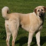 câinii turci Kangal rasa (55 poze) Shepherd anatolian, care este anatoliană, descriere, video