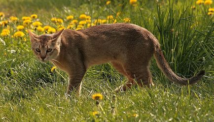 Cat de rase cu ciucuri pe urechi lista completă (poze)