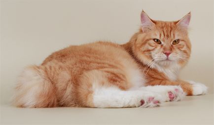 Rasa de pisici roșii cu imagini și nume, lista completă