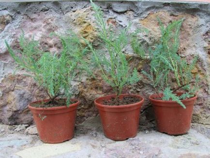 Plantarea și îngrijirea de propagare tamariscul prin butași și semințe
