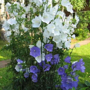 Aterizare descriere și tipuri de clopot pe termen lung, reguli de cultivare, fotografie de flori