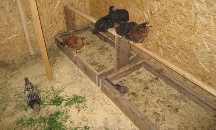 Orientări practice privind construirea de instalații pentru găini ouătoare cu mâinile lor