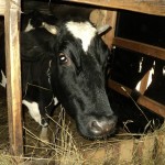 hrănirea corespunzătoare a animalelor, viața rurală