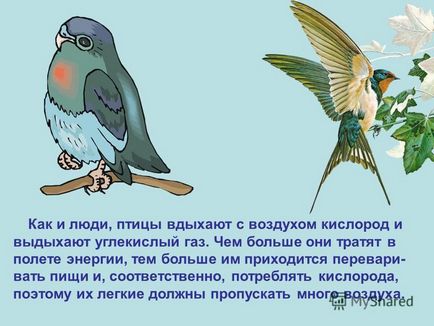 Prezentarea privind modul în care păsările zboară întrebări pochemuchkiny care sunt păsările