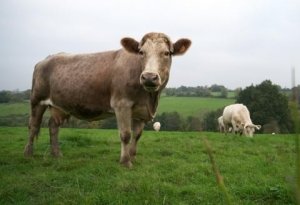 Cauze, tratamentul și prevenirea umflarea ugerului la vacile